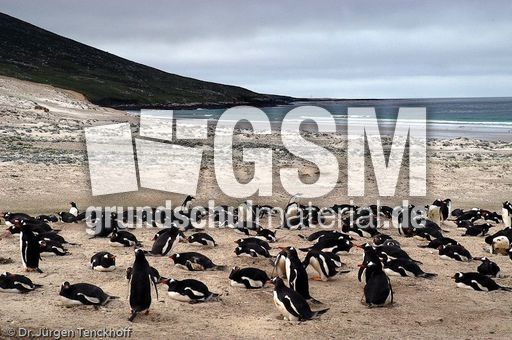 Eselspinguin (36 von 97).jpg